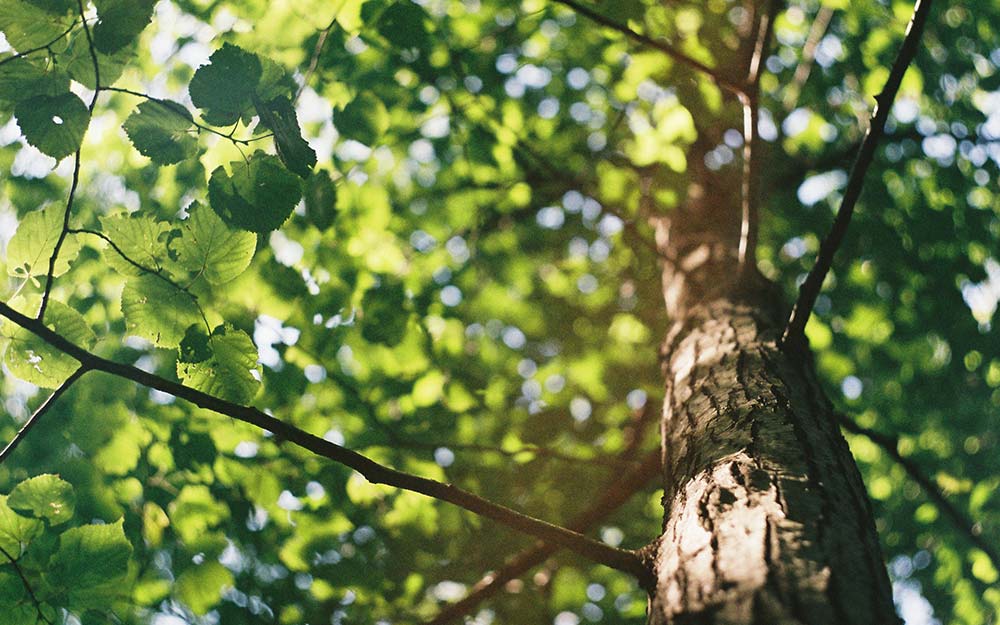 Migratory Music at the Kalamazoo Nature Center